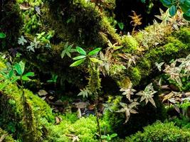 närbild olika växter i regnskogen foto