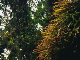 närbild olika växter i regnskogen foto