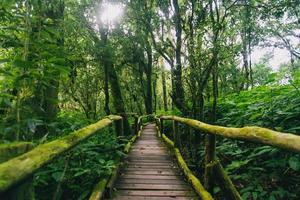 vacker regnskog vid ang ka naturstig i Doi Inthanon nationalpark, thailand foto