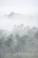 skogslandskap i dimman foto