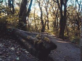 regnskog i Doi Inthanon nationalpark, Thailand foto