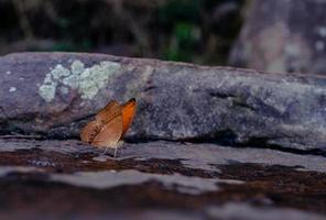 fjäril på en klippa i khao yai nationalpark, ett världsarv foto