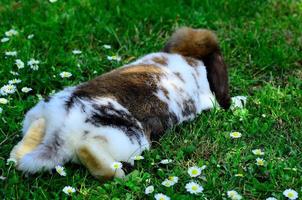 kanin som ligger i gräset foto