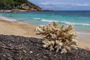 vigselringar på koraller på stranden. smekmånad i thailand. foto