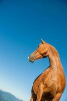 hästar som betar i frihet i oförstörda foto
