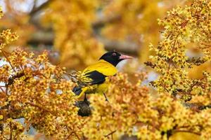 svarthuva oriole, oriolus xanthornus abborre på en trädgren. foto