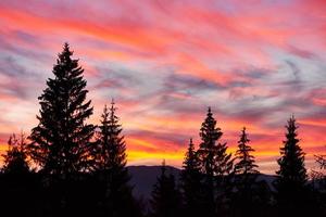 majestätisk himmel, rosa moln mot silhuetter av tallar i skymningstiden. karpaterna, ukraina, europa. upptäck skönhetens värld foto