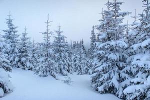 frusen vinterskog i dimman. tall i naturen täckt med nysnö Karpaterna, Ukraina foto