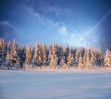 magiska vinter snötäckta träd. vinterlandskap. foto