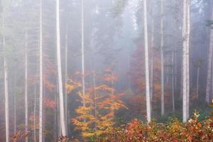 vacker morgon i den dimmiga höstskogen med majestätiska färgade träd foto