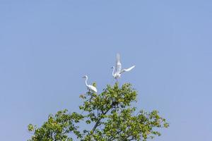 två vita hägrar, ardea alba, bok, fågel på toppen av ett träd som flyger med vidöppna vingar foto