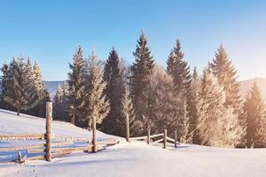 mystiska vinterlandskap majestätiska berg på vintern. magiska vinter snötäckta träd. karpaterna. ukraina foto