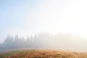 morgondimma kryper med rester över höstens fjällskog täckt av bladguld foto