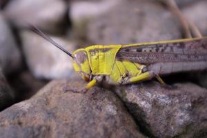 gräshoppa i naturen foto