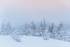 frusen vinterskog i dimman. tall i naturen täckt med nysnö Karpaterna, Ukraina foto