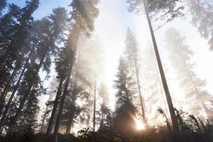 vacker morgondimma och solstrålar i höstens tallskog foto