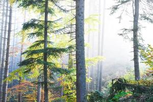 vacker morgon i den dimmiga höstskogen med majestätiska färgade träd foto