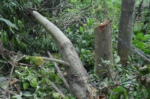 fotobild av strukturen på den del av ett träd som har huggis ned av människor. att fälla träd förstör miljön och livet. foto