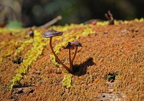 trädsvamp i en grönskande skog foto