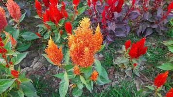 celosia argentea, plymerad tuppkam eller silvertuppkam, vårblommande blomma. foto