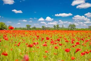 panorama av vallmofält i sommarlandsbygden. röda vallmoblommor som blommar i vårens naturlandskap. idyllisk naturskön utsikt foto