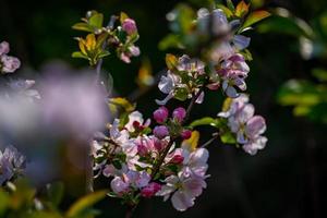 blommande äppelträd foto