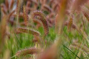 rävsvans fontän gräsfält foto