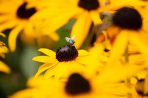 grön fluga sitter på en blomma foto