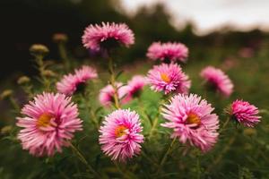 new york aster blommor foto