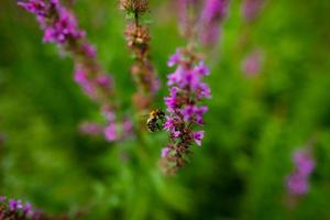 lila loosestrife med ett flygande bi foto