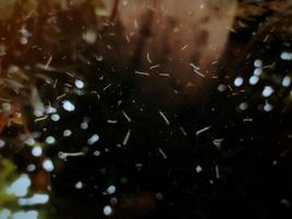 mygglarver på smutsigt vatten. foto direkt med smartphone