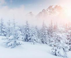 mystiska vinterlandskap majestätiska berg på vintern. magiska vinter snötäckta träd. dramatisk scen. karpaterna. ukraina foto