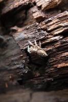 spindel uppflugen på gamla träplankor foto