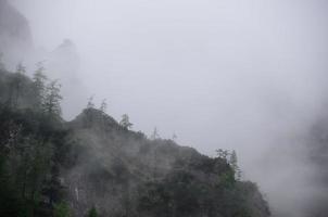 skog på berg med dimma foto