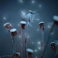 romantiska maskros blomma frö i naturen under höstsäsongen foto