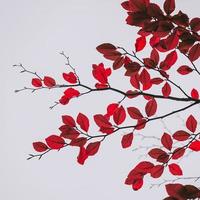röda trädlöv under höstsäsongen, höstfärger foto