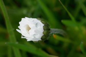 regndroppar i en kamomillblomma foto