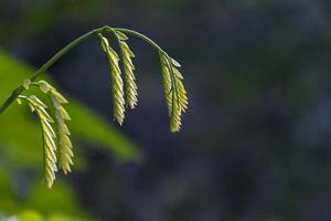 nyligen grodda gröna baby blad i närbild makro skjuta foto