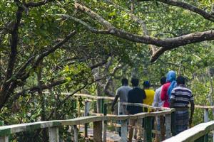 turister som går på den förhöjda trägången längs sundarbans, världens största mangroveskog foto