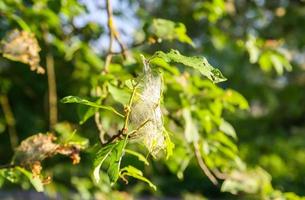 spindelnät på trädgrenar gjorda av fågelkörsbärsfjäril foto