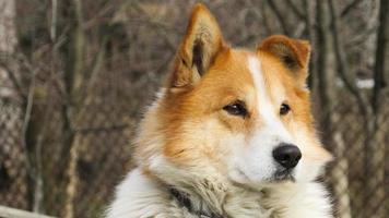 vackert porträtt av en röd hund. närbild av en hund foto