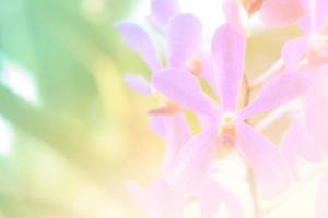 vacker orkidé blomma bakgrund foto