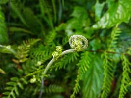 exotiska unga blad av ormbunke växt för naturtema bakgrund. foto