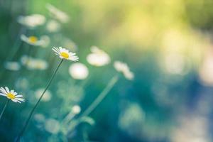 abstrakt mjukt fokus solnedgång fält landskap av vita blommor daisy gräs äng varm kall tonad solnedgång soluppgång tid. lugn vår sommar natur närbild och suddig skog bakgrund. abstrakt natur foto