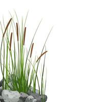 handritat vass eller pampas gräs omgivet av grå stenar. käpp siluett på vit bakgrund. bård eller ram av gröna växter. foto