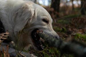 golden retriever tuggar på pinne foto