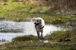 golden retriever som går bort från stor skogspöl foto