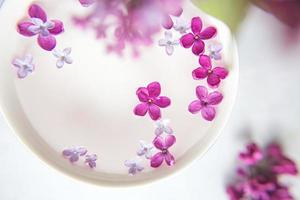 femuddig syrenblomma bland syrenblommor i en kopp med vatten. syrengren med en blomma med 5 kronblad. foto