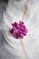 lila violetta blommor på en vit strutsfjäder. magin med syrenblommor med fem kronblad. håna foto