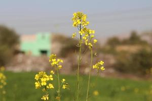 våldtäktsblommor närbild mot en blå himmel med moln i solljus på naturen på våren, panoramautsikt. växande blommande våldtäkt, mjukt fokus, kopieringsutrymme. foto